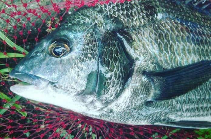 ズボ釣りの画像