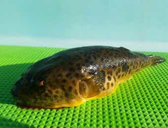 船釣りで釣れたヒガンフグ