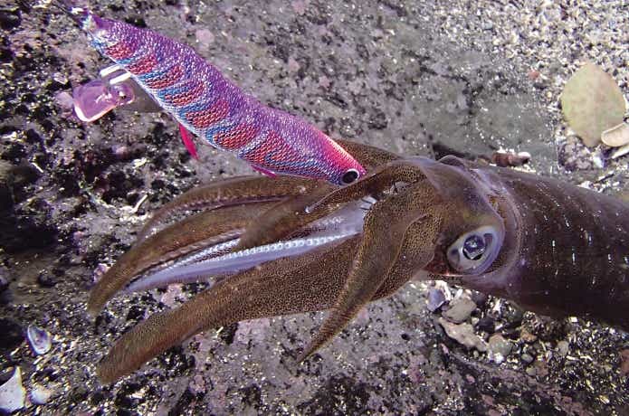 ヤマリアのルアーの画像