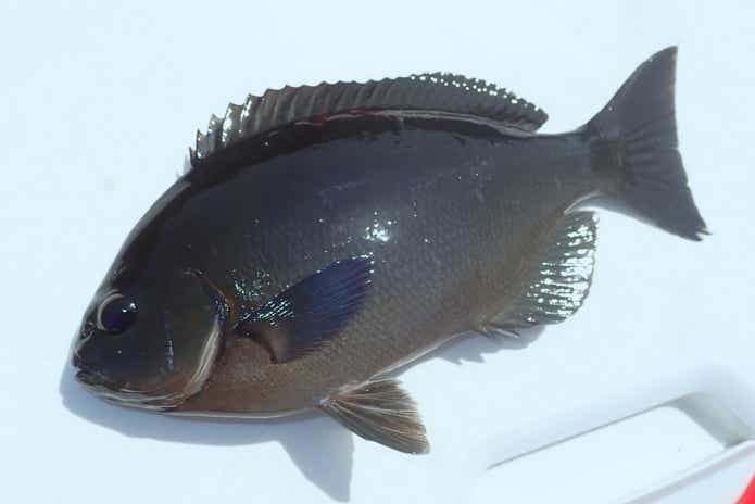 メジナ（グレ）は3種類いるのをご存知？見分け方・釣り方・食べ