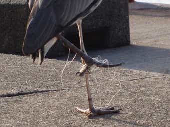 釣り糸の絡まった鳥