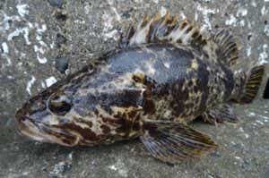 タケノコメバルを釣り上げた