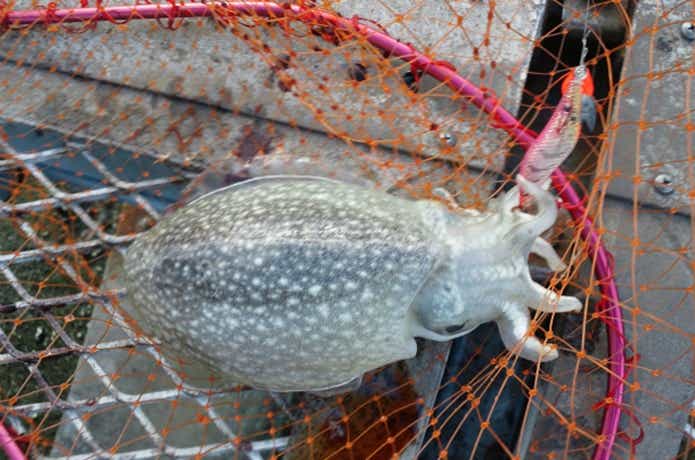 シリヤケイカの釣り