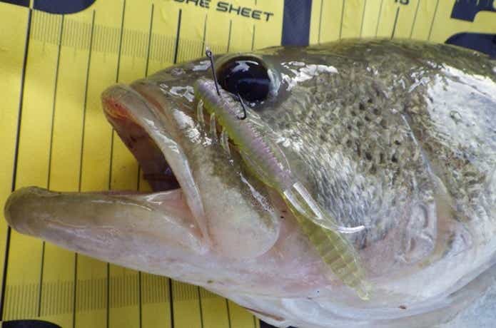 ドライブシュリンプで釣れたバスの画像