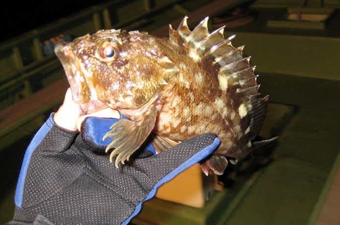 木更津での釣果の画像