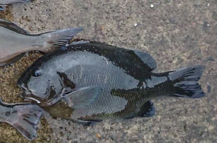ウシグレ