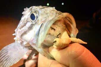 エコギア　アクアで釣れたソイ