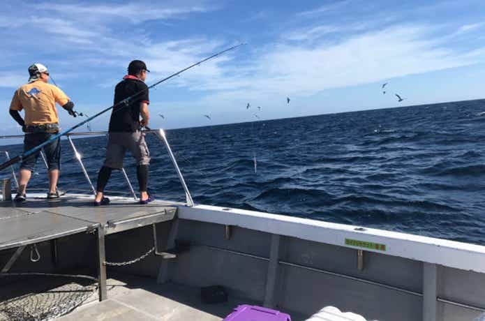 キハダマグロの釣りの画像