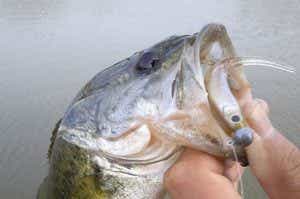 マイラーミノーでバスを釣った画像