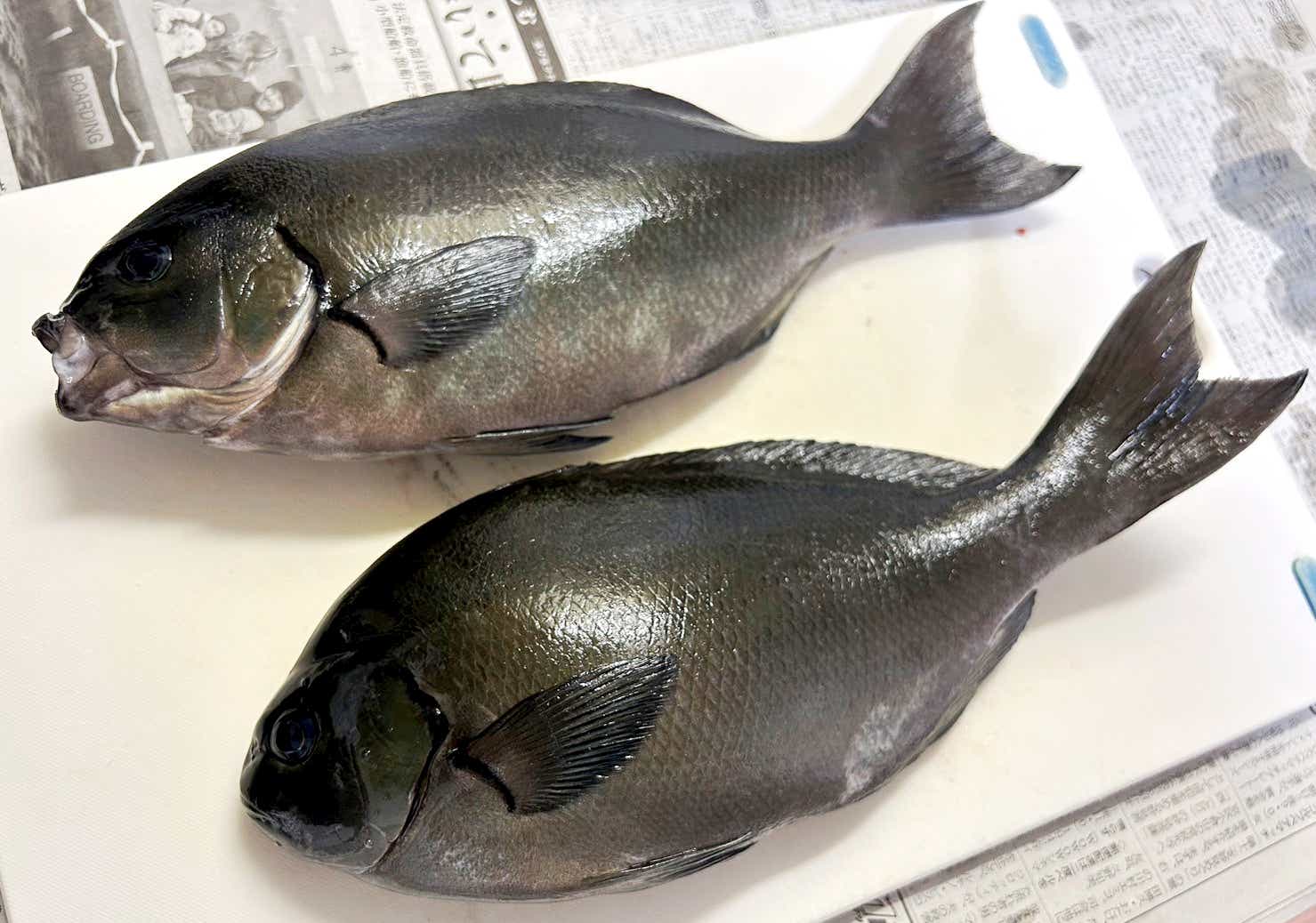 メジナを料理
