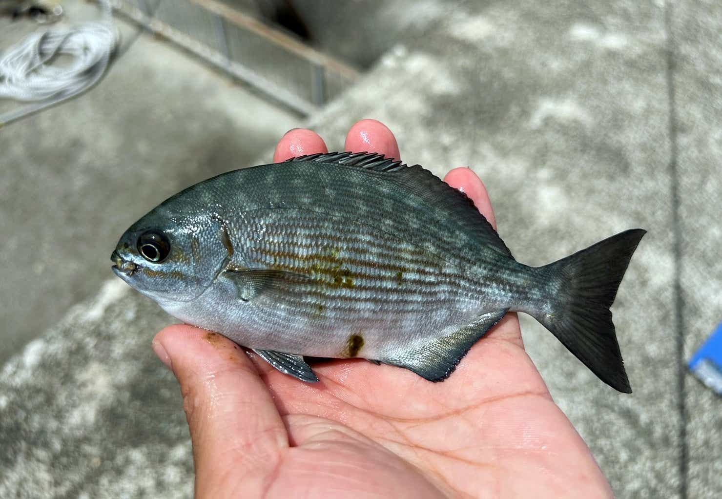 メジナ（グレ）は3種類いるのをご存知？見分け方・釣り方・食べ