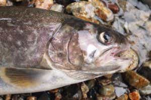 渓流で釣ったイワナ