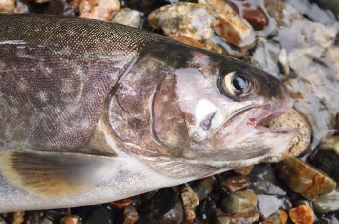 渓流で釣ったイワナ