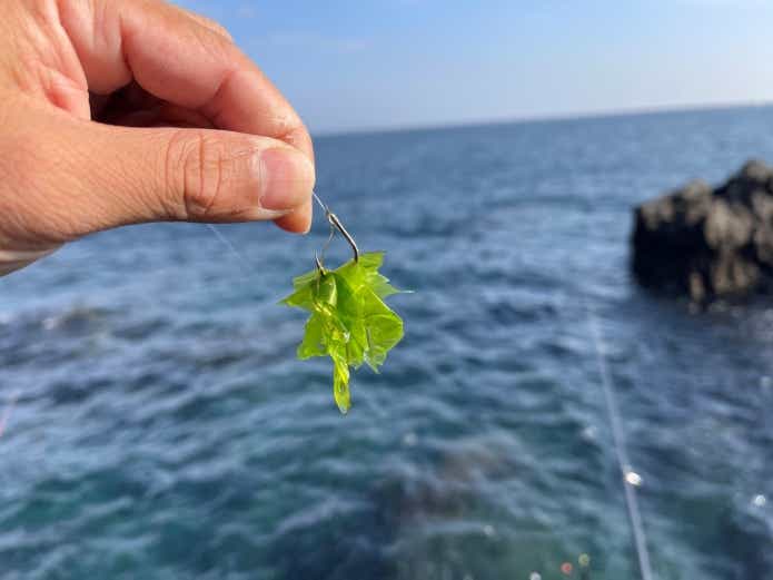 海苔メジナ