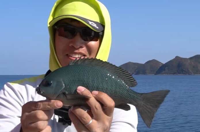 メジナの釣果