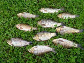 お魚