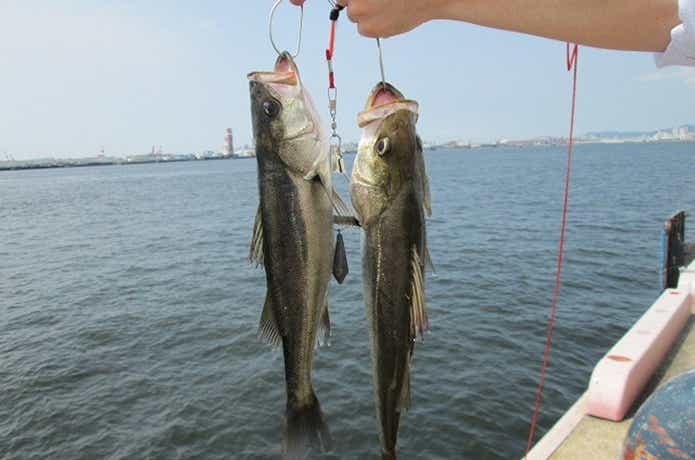 ズボ釣りのスズキの画像