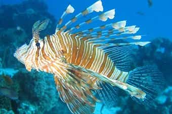 毒魚