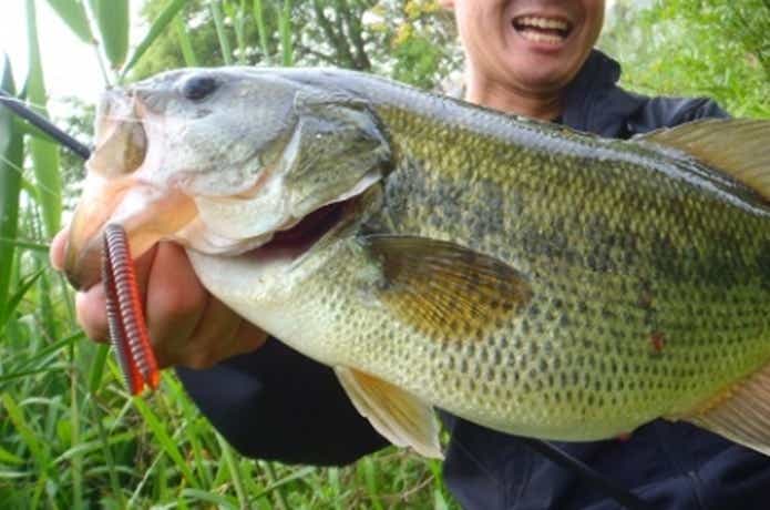 ウッィプクローラーで釣ったバスの画像