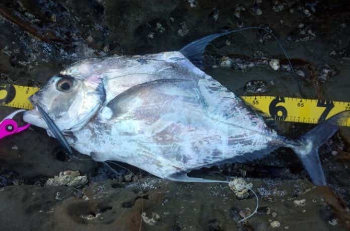 大型のイトヒキアジ