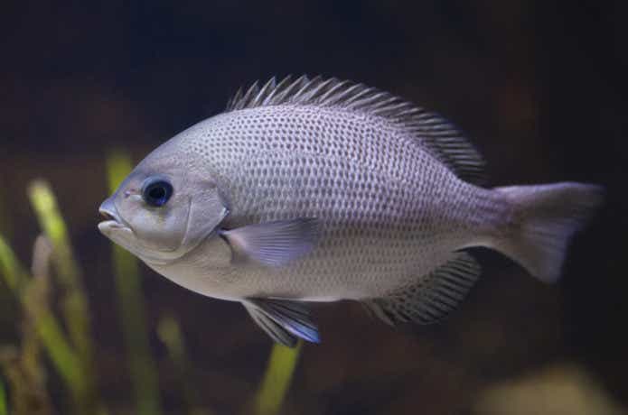 メジナの魚体の画像