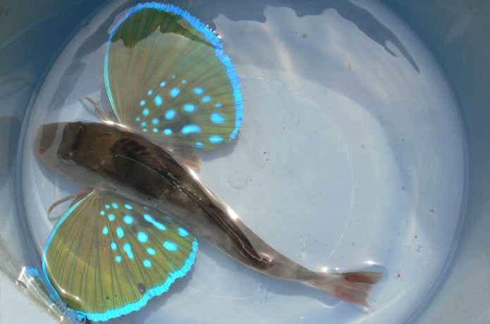 ホウボウの釣果