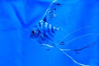 イトヒキアジの幼魚