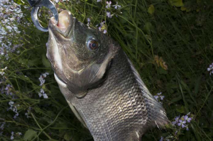 ティラピアが釣れた