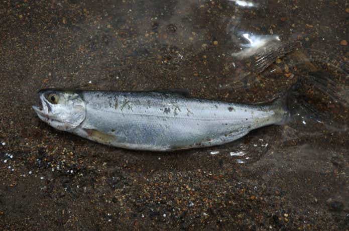 ヒメマスの魚体の画像