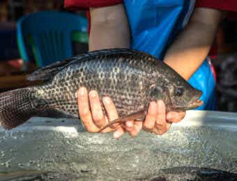 ティラピアの成魚