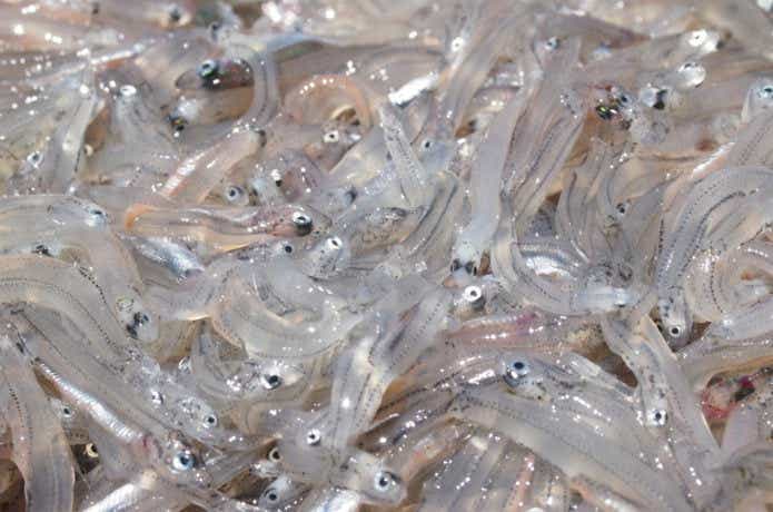 カタクチイワシの幼魚（シラス）の画像