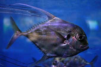 水中のイトヒキアジ