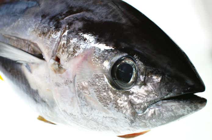 キハダマグロの画像