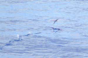 水面を這うように飛ぶトビウオ