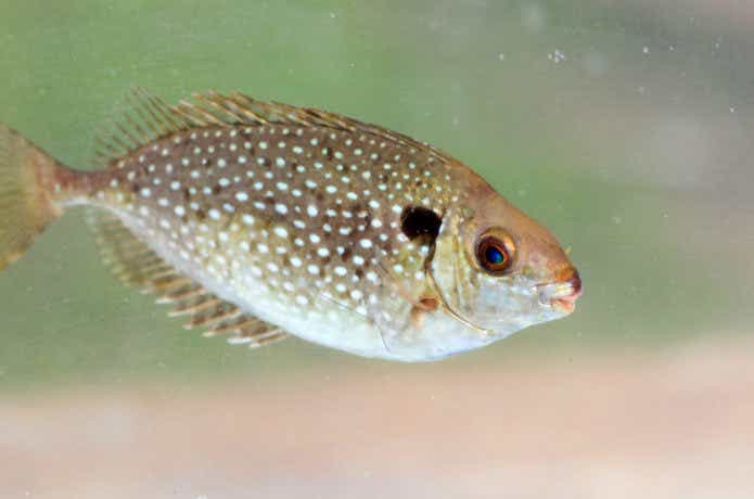 アイゴの魚体の画像