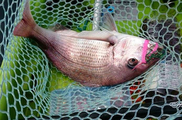 自作した鯛ラバで釣れた