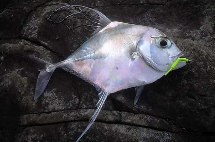 ワームで釣ったイトヒキアジ