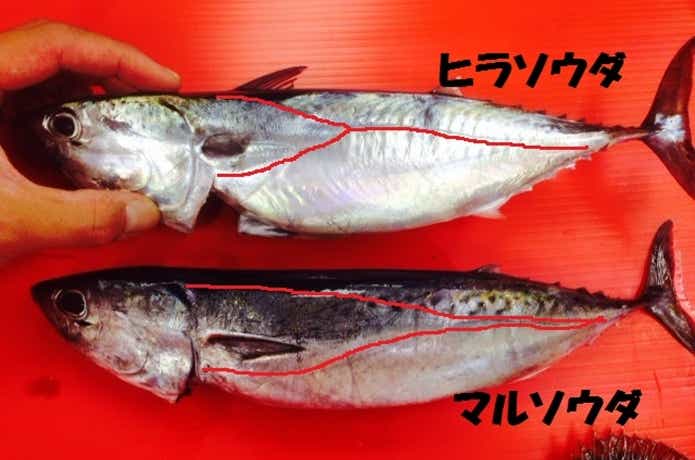 ソウダガツオの見分け方