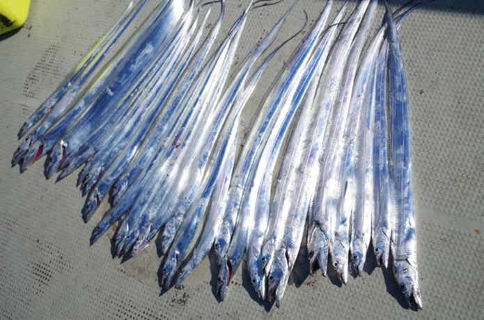 太刀魚の釣果の画像