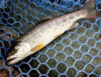 山女魚