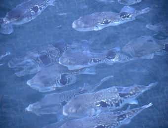 養殖されているトラフグ