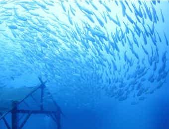 魚の群れ