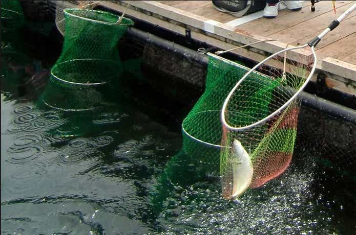 海上釣り堀のイケスの画像