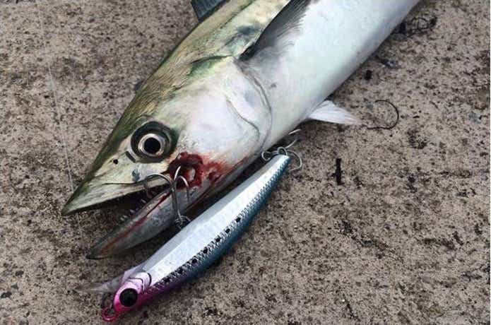 舞鶴親海公園のサゴシの狙い方