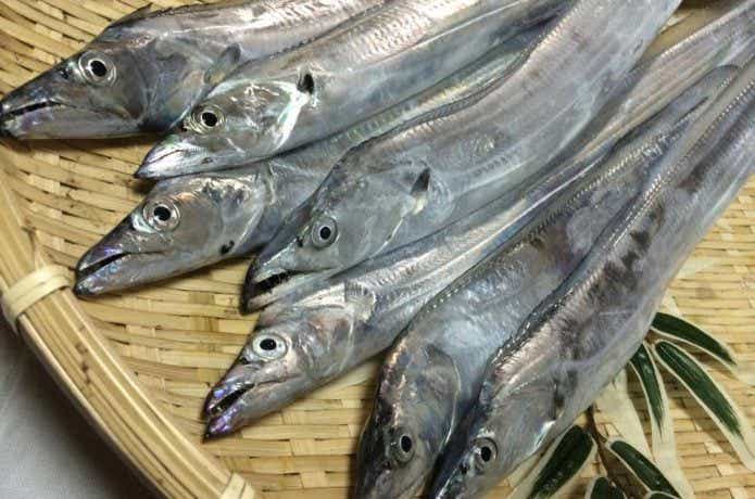 太刀魚の画像