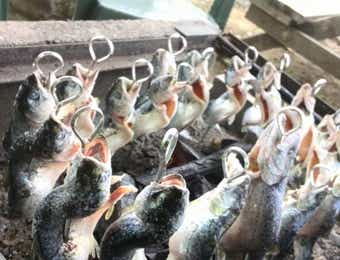 ベリーズ釈迦でニジマスの塩焼き