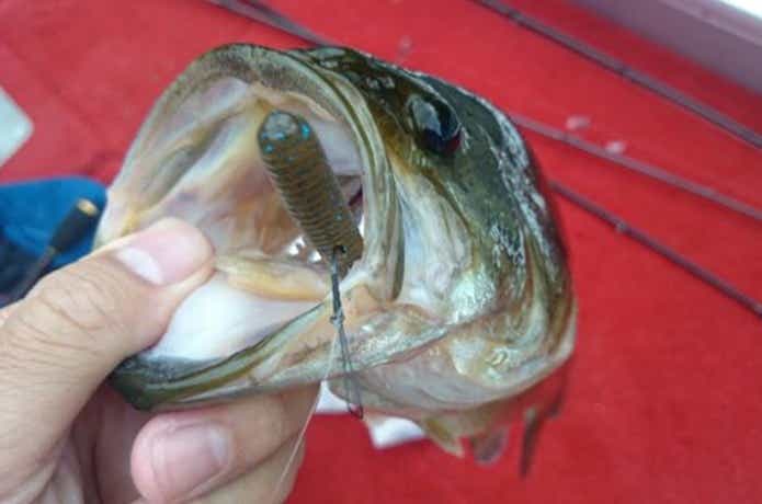 トルキーストレートのネコリグで釣ったバス