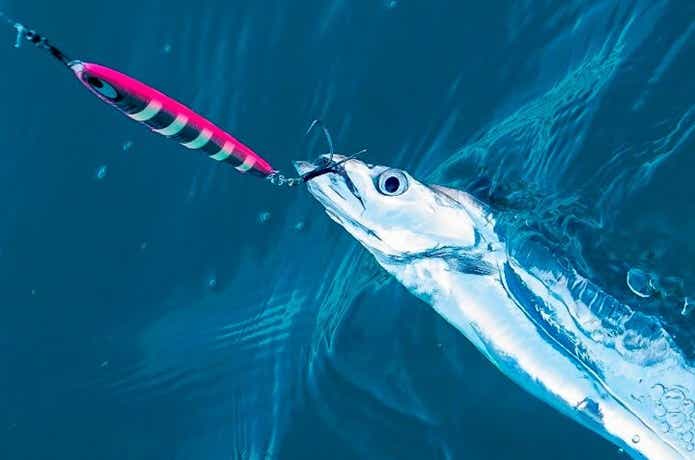 太刀魚釣りの画像