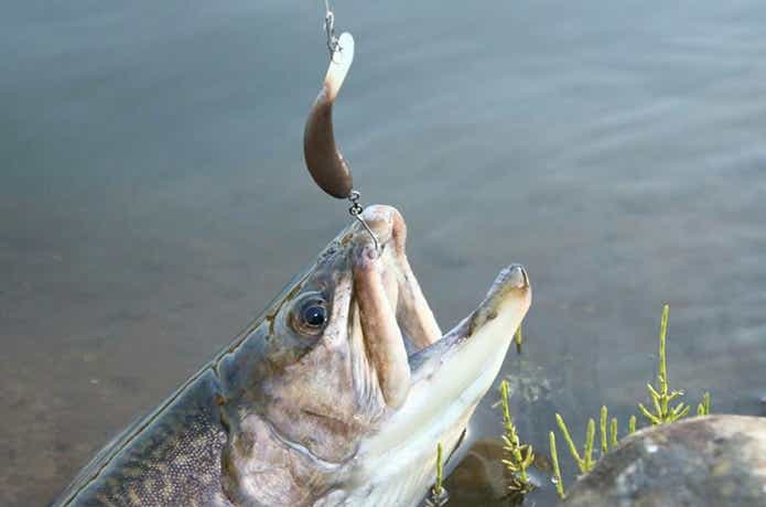 ベリーズ迦葉山をクランクで攻略