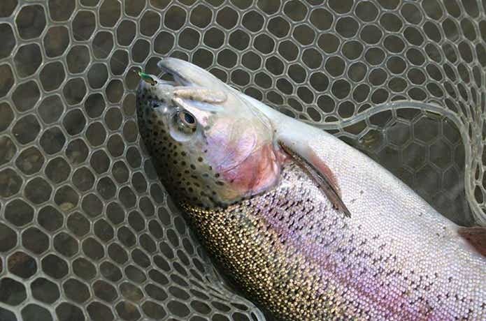 ベリーズ迦葉山のトラウト